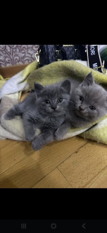 Britan, Erkək, Cütləşmə üçün, Ödənişli çatdırılma