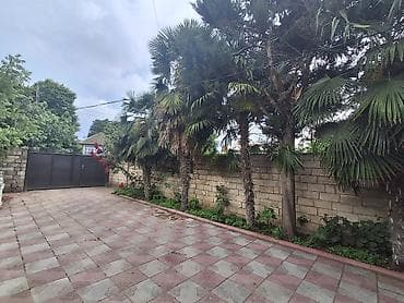 divan ustu ortukler: Palma agaci her biri 300 azn Toplam 5 eded Gorkemli ve dozumlu palma — 7