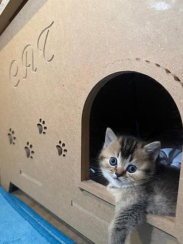 gold şinşila pişik: Qızıl şinşilla — 3