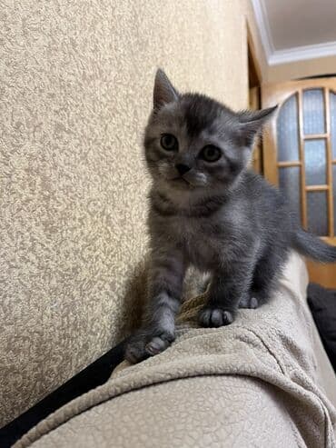 tovuz quwu: Oglandi 15.11.25 dogulub. Qum terbiyesi yeme oyredilib — 1