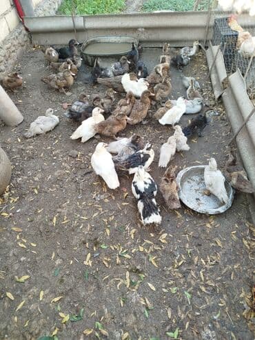 значок хары бюльбюль купить: Krasnadar zümrüd macar mirvari lavanda yerli lal ördək isdeyem vatsapa — 3