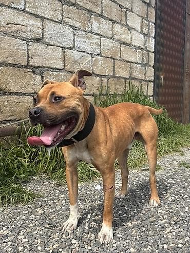 balaca dana: Pitbul, 1 il, Erkek — 4
