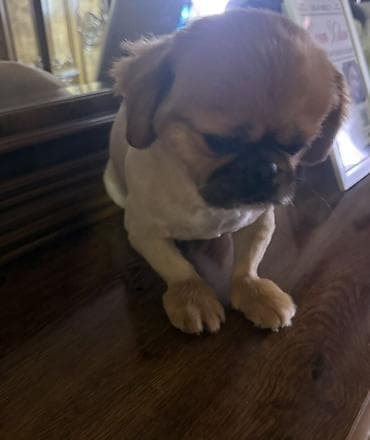 it qiz adlari: Pekines, 1 il, Erkek, Peyvəndli — 2