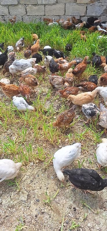 qaz cuceleri: Toyuq cücələri, Ətlik — 3