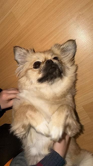 tula it: Yaxşı əllərə — 5