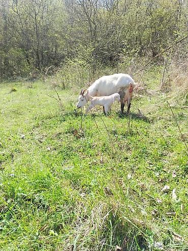 hinduska balasi satilir 2019: Ağ rəngli ana keçi və balası - Növ sanə keçi - Rəng: Tam ağ - Balası — 2