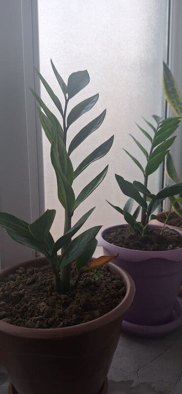 Çöl bitkiləri: Zamioculcas zamiifolia (ZZ plant) – qəhvəyi plastik dibçəklə birlikdə — 1