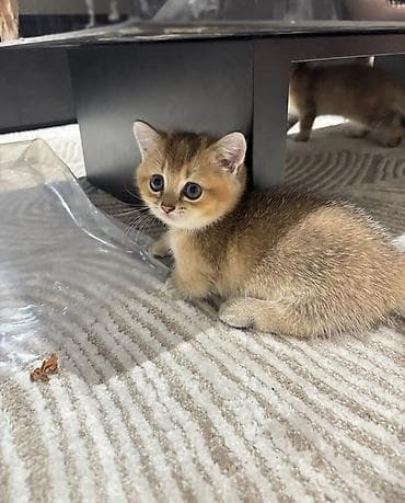 pişik tualet: Şinşilla, Dişi, Yaxşı əllərə, Ödənişli çatdırılma — 1