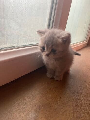 щенок в добрые руки: Şotland, Yaxşı əllərə — 2