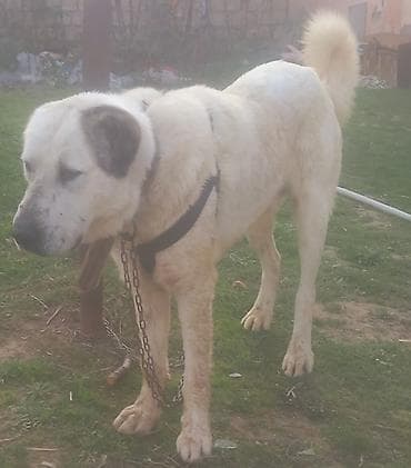 rottweiler satisi: Qurdbasar — 3