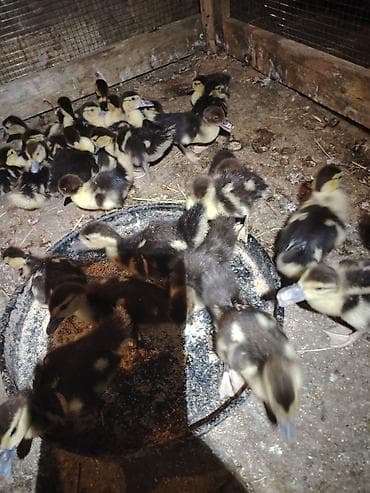 ev itləri ucuz: Arginal lar ordekleri 20 eded 10 gunluk - Cins: Muscovy (indo-ördək) — 1