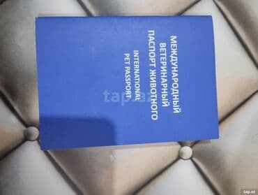 arpa toxumu satışı: Kane-Korso, 3 ay, Erkek, Ödənişli çatdırılma — 8