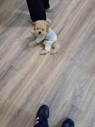 отдам в добрые руки шпица: Пудель — 4