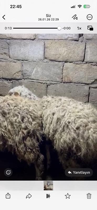 yastı qulaq: 6 aylq quzular erkek disi biri 250Ağ-qəhvəyi rəngli yunlu qoyun — 3