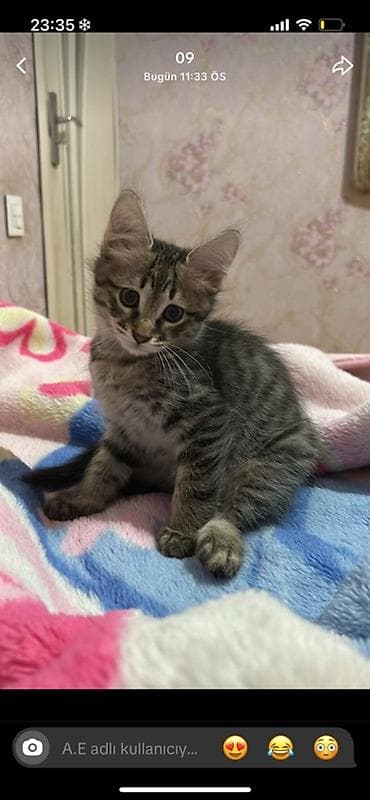 ev qusları: Sibir, Yaxşı əllərə — 1