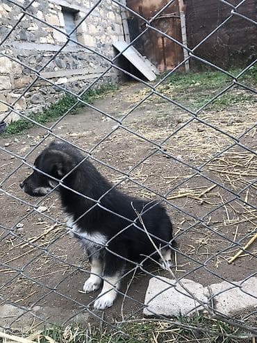 cins ineklerin satisi: İzvanok anadan gelme quyruqu kesikdi 5 ay lıqdı qiymetde cuzi endirim — 3