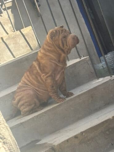 çin aslani: Şarpey — 1