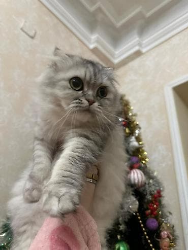 Şotland yastı qulaq, Dişi