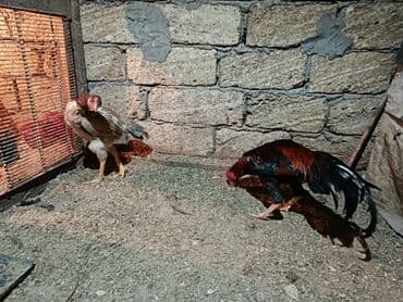 Alfa Romeo: Xoruzlar — 3