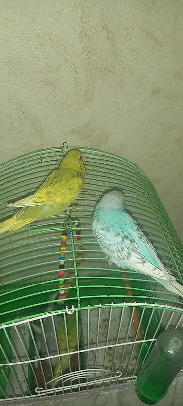 pikines qiymeti: Sumqayit şəhər,qiyməti hər biri 14 manat,kletkasiz.Çex balalari — 2