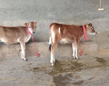 Toyuqlar: Satışda: 2 baş buzov Xüsusiyyətlər: - Cins tipajı: Jersey (süd — 4