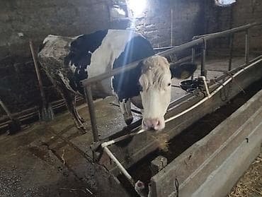 simmental inək cinsi: Salam hər cür mal var sagmal boğaz balamı qiymətlər fərqlidir isdiyen — 2
