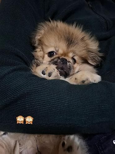 itlerin davasi: Pekines — 5