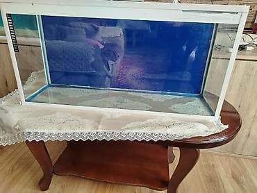 induşka qiyməti: Akvarium satılır . 80×21. hündürlük 40 sm . 3 ədəddir. arxası — 1