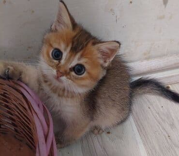 pişik paltarları: Şotland, Erkək, Dişi, Yaxşı əllərə, Ünvandan götürmə — 6