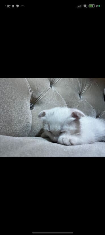 bakıda it satışı: Şotland yastı qulaq, Dişi, Ödənişli çatdırılma — 2