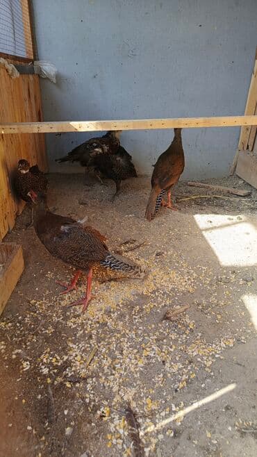 Məhsul: Qırqovul balalari satilir gümüşü bə rumin