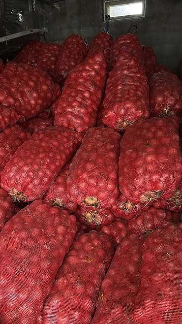 sunnet tortu sekilleri: 200 kiseden coxdu. ela mehsuldu, bir kise 32 -35 kq gelir. real — 2