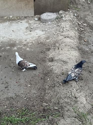 rottweiler itleri satisi: Hunkariler satilir — 2