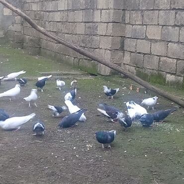 goyərcin şəkli: Müxtəlif rənglərdə və naxışlarda göyərçinlər. Ağ, qara, boz və qarışıq — 2