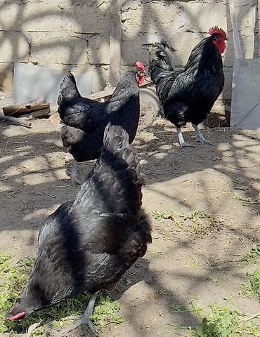 fərələr: Toyuq, Australorp, Damazlıq, Ödənişli çatdırılma — 1