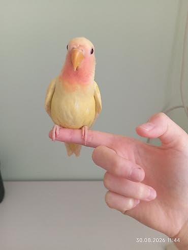 geref qus: 🐦 Sevgi (nerazlucnik) papuqayı balaları satılır 🐣 1 ay yarımlıqdılar — 6