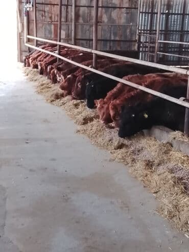 cins ineklerin satisi 2018: Hereford tipli ətlik danalar – fermadan - Şəkildəki bağlamalı fermada — 14