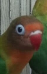 Tutuquşu popuqay fişir cavan quşlar lalafo.az -da Tutuquşu popuqay fişir cavan quşlar