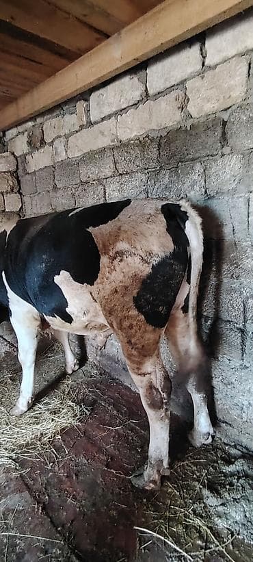 kök dana: Salam Allah hamiya xeyir versin inwAllah 2 eded heyvandi super — 4