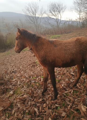 qu quşu və çöl qazı haqqında məlumat: Satılır: cavan at (şabalıdı rəng) - Növ: at - Yaş qrupu: cavan — 1