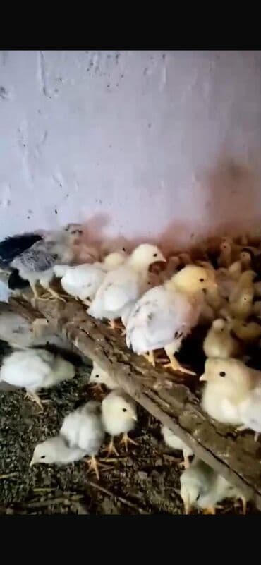 Toyuq cücələri, Damazlıq