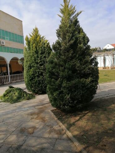 работа уборщицы на неполный рабочий день: Salam aleykum Adim Sahib 44yaşim var Bakıda yaşayiram Baki etrafi — 15