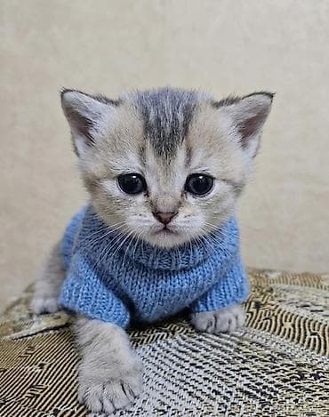 шотландская серебристая шиншилла купить: Британская — 1