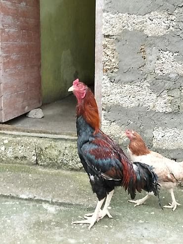 Məhsul: Yerli toyuq sürüsü – xoruz və toyuqlar Xüsusiyyətlər: - Növ