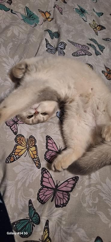 Pişiklər: Şotland — 5