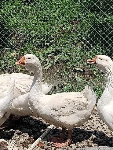 Qazlar: Ağ qaz – yerli təsərrüfat üçün yetişdirilmiş, sağlam və aktiv. - Rəng — 4