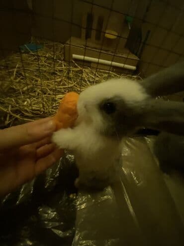 Mərmər effektli PVC panellər: 2ayliq dovsan biri 10azn — 4