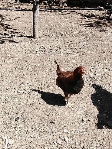 broyler toyuq: Курица, Для разведения, Платная доставка — 5