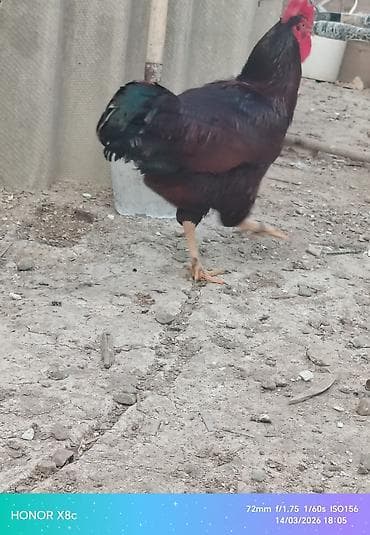 Tam orginal aktiv redayland xoruzu - Cins/Tip: Yerli ət‑yumurta