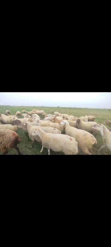 bakida cins ineklerin satisi: Dişi, il: 1, 50 kq, Damazlıq, Ünvandan götürmə — 9